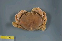藏品(繁點紋腕蟹)的圖片